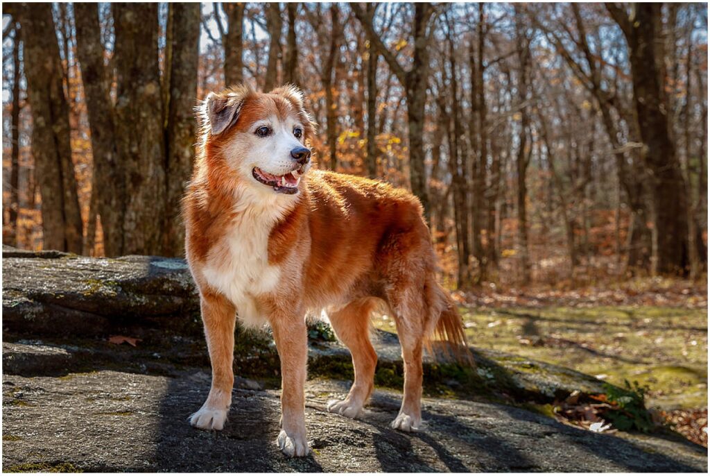 Dog standing on a rock during a nature hike