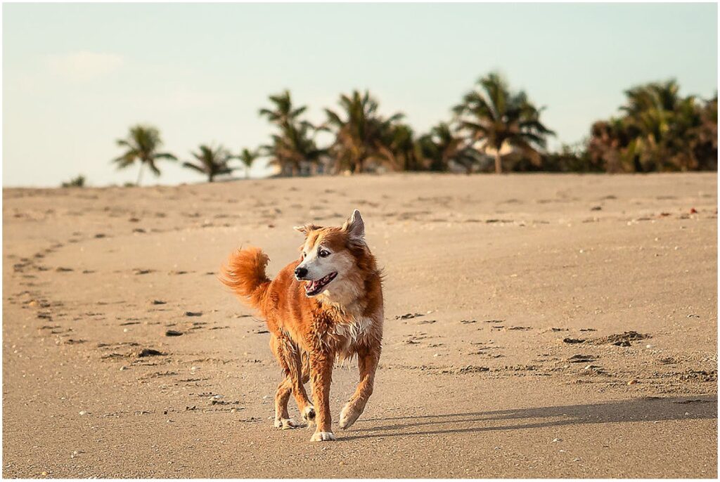 Dog running on the beach during a professional dog photography session