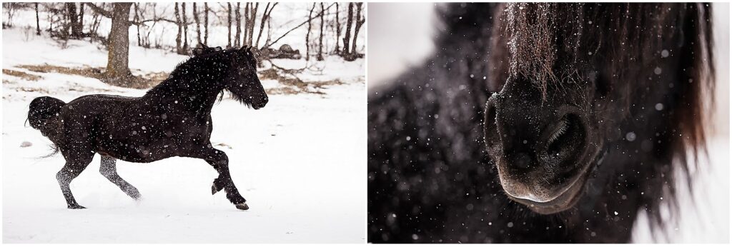 A black horse in the snow