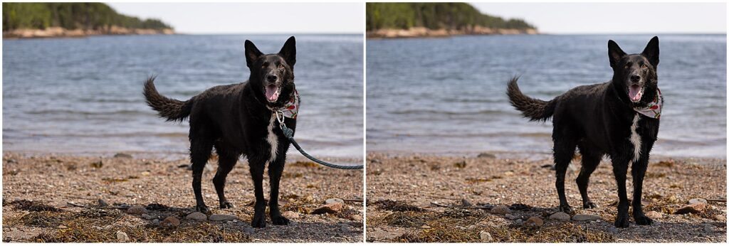 Black shepherd at the beach