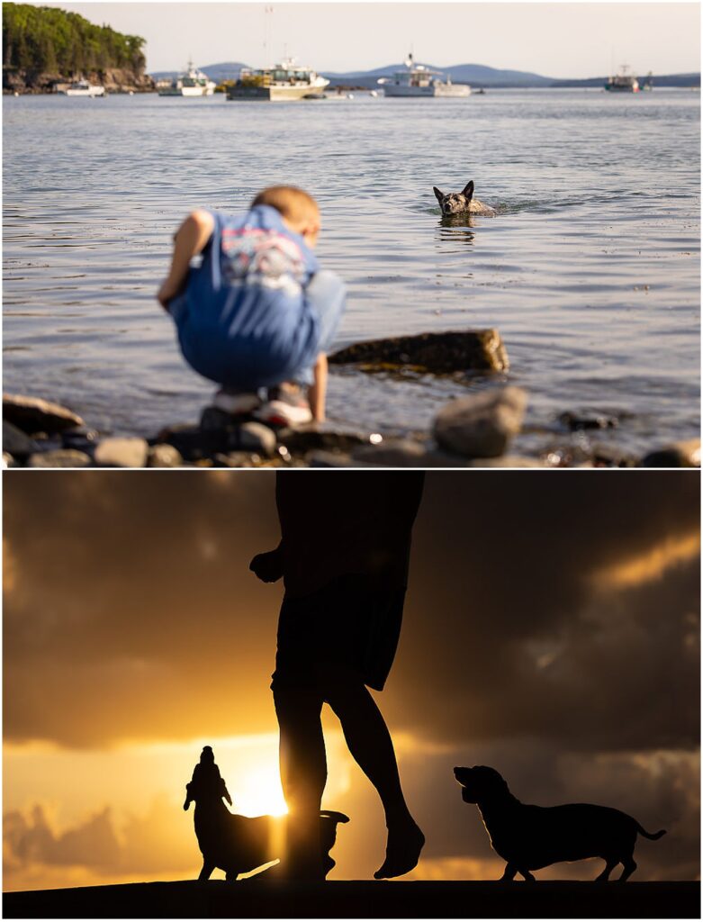 Boy playing with his dogs at the beach