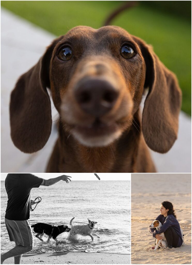 Dogs with their owners during professional dog photography sessions at the beach