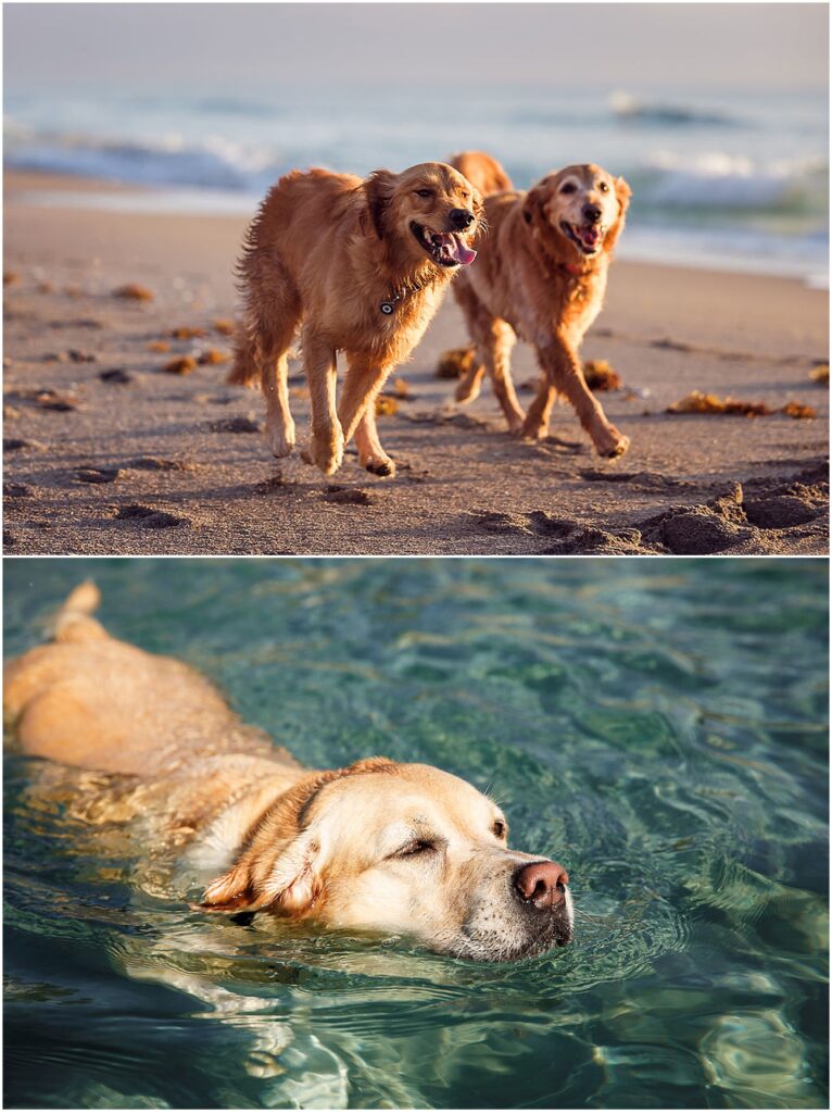 Two dogs on the beach taken by professional dog photographer Jill Brammer