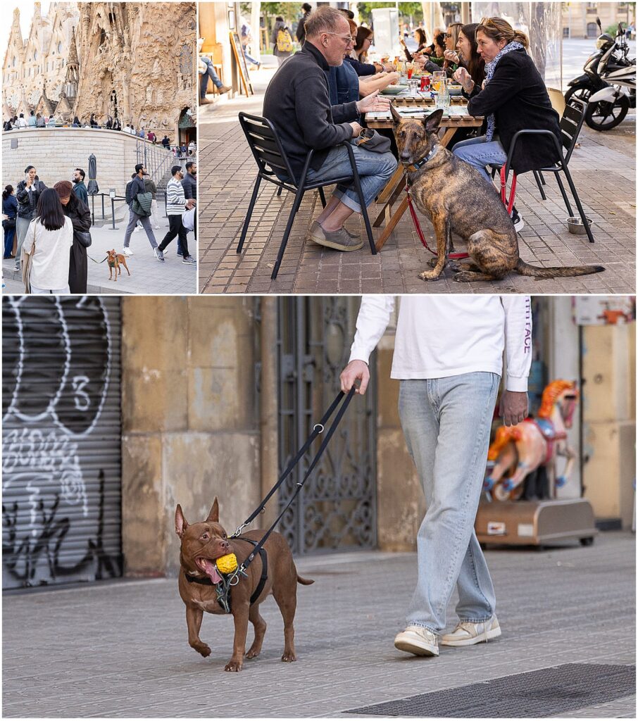 Photos of dogs and their owners in Barcelona