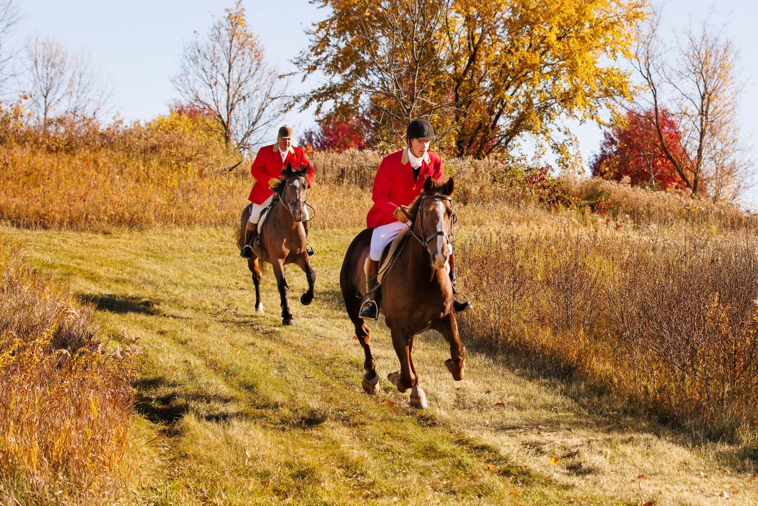 Fox hounds walk with horses and horses gallop on a fox hunt with photography taken by Jill Brammer