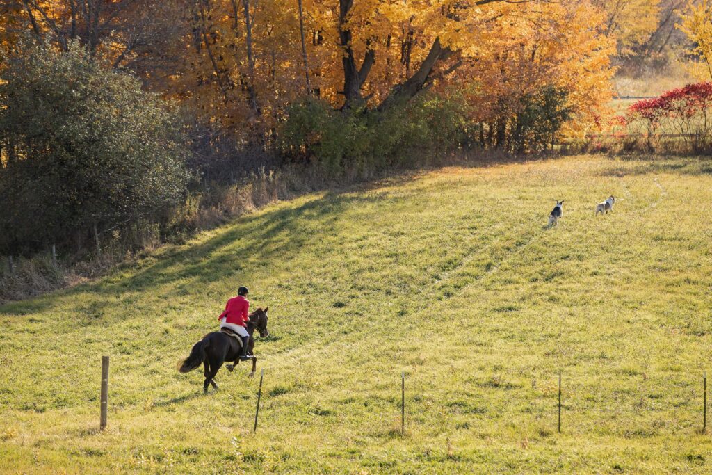 Minnesota fall fox hunt