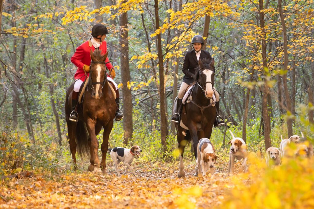 Horses and dogs on a fall fox hnt in Minnesota.