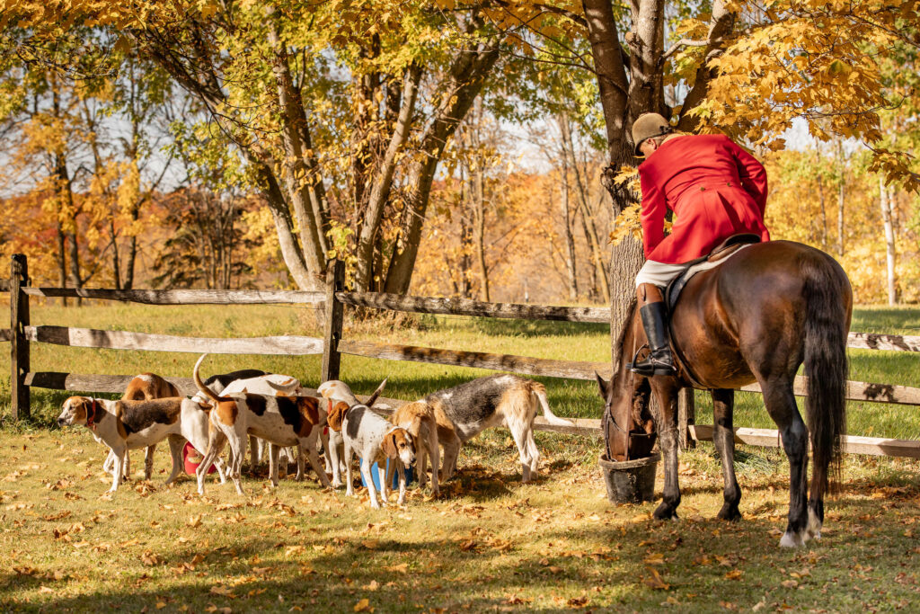 Fox hunt in Minnesota