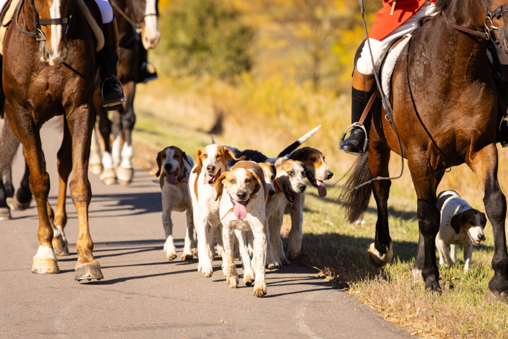 Dogs in fox hunt in the fall