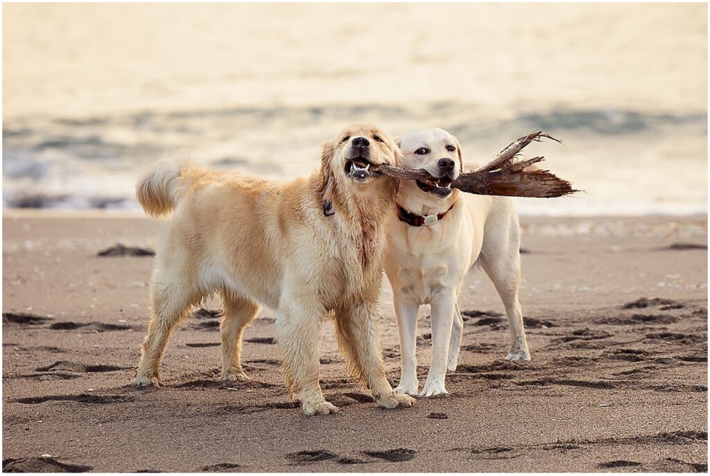 Two golden retrievers on the beach taken by professional dog photographer Jill Brammer