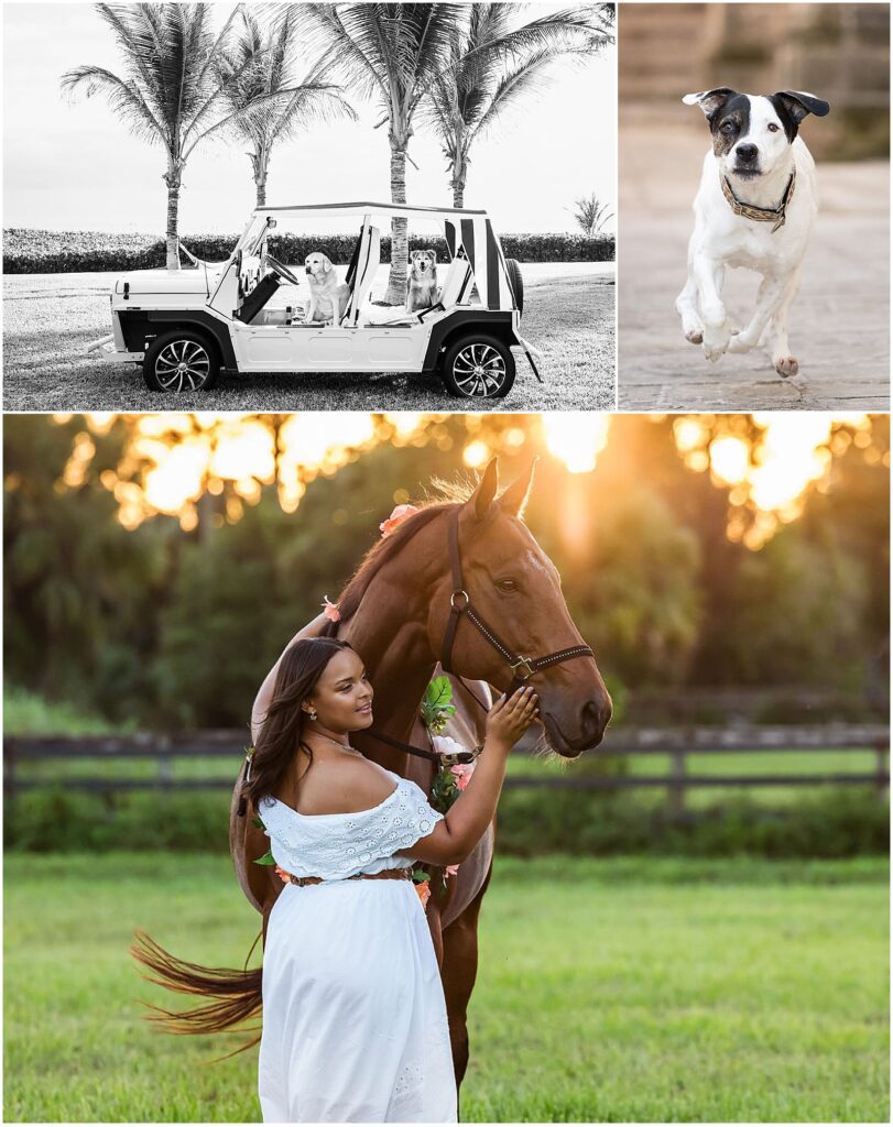 Examples of pet photography taken by Jill Brammer