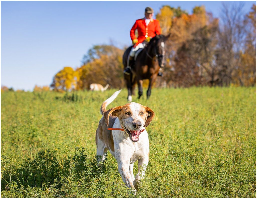 Dog and horse running in a field posing for a pet photography business
