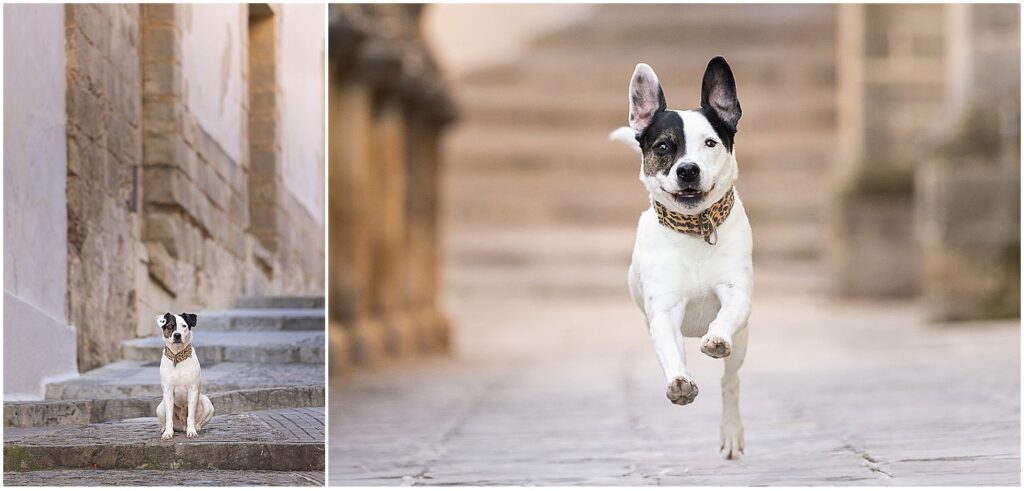 Dog running through the street taken by professional dog photographer Jill Brammer