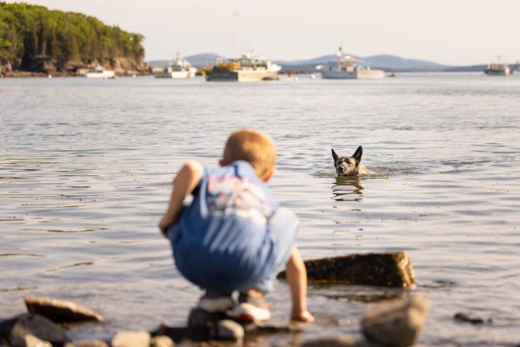 back of a boy picking up a stone to throw and his dog swimming into shore